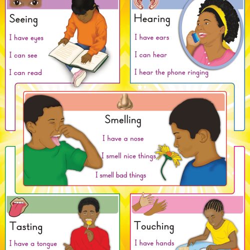 My Five Senses/ My Body Wall Chart