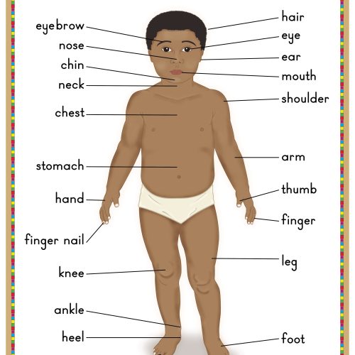 My Body Wall Chart
