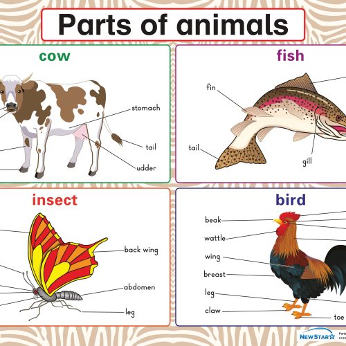 Parts of animals Wall Chart