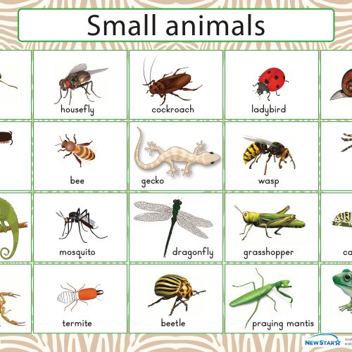 Small animals Wall Chart