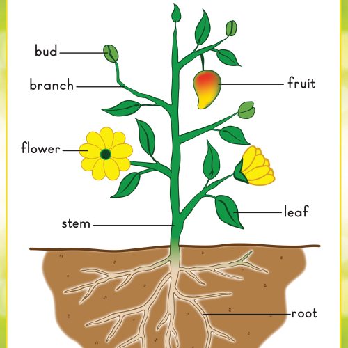 Parts of a plant Wall Chart